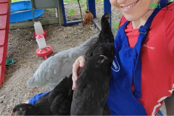 What I've learned about self-care raising chickens